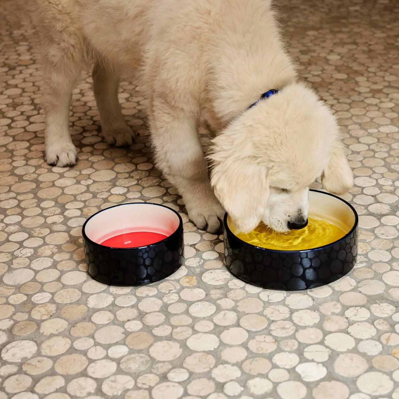 Dogs Bowl Large- Blue, Yellow