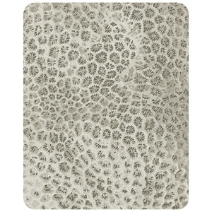 Reef 240cm x 300cm